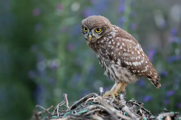 Portrait of chick a little owl sits on a special branch with evening light. — Stock Photo, Image