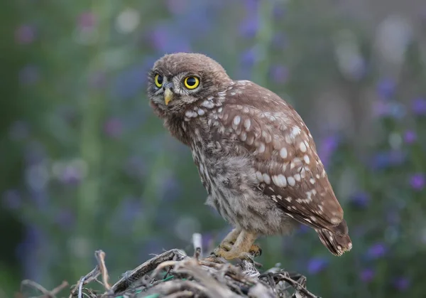 Portrait of chick a little owl sits on a special branch with evening light. — Stock Photo, Image