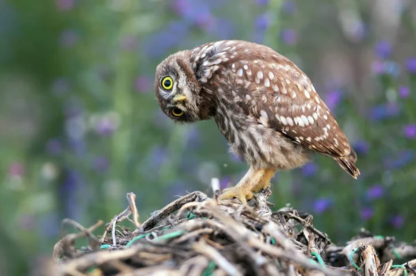 Akşam ışığı ile özel dal bir Kukumav kız portresi oturur.