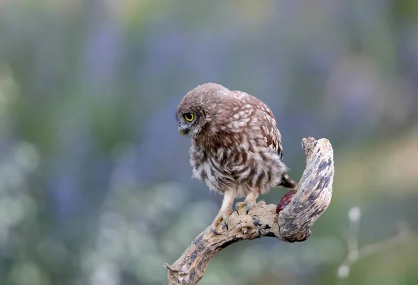 Porträt von Küken Eine kleine Eule sitzt auf einem speziellen Ast mit Abendlicht. — Stockfoto