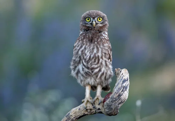 Retrato de polluelo un pequeño búho se sienta en una rama especial con luz de la noche . — Foto de Stock