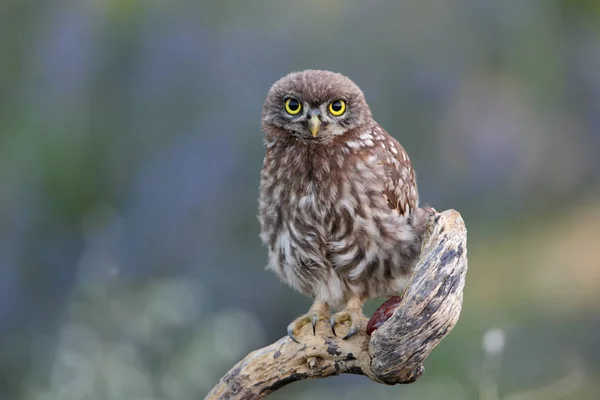 Nahsicht auf junge kleine Eule im Abendlicht. — Stockfoto