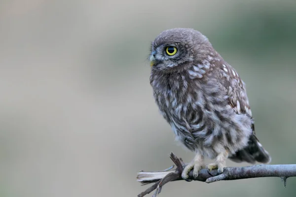 Close up view on young little owl in evening light. — Stock Photo, Image