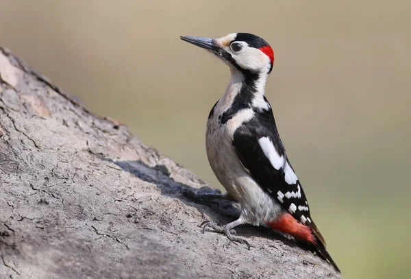 Крупный план портрета сирийского дяди (Dendrocopos syriacus ) — стоковое фото