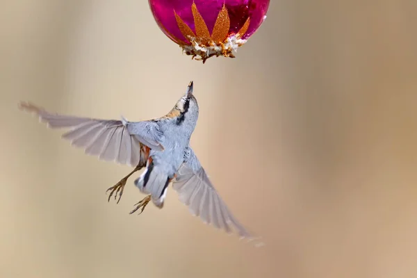 Eurasian nuthatch flight toward christmas toy — Stock Photo, Image