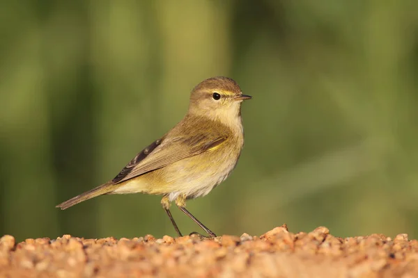 The common chiffchaff, or simply the chiffchaff sits on the ground in winter plumage. — Stock Photo, Image