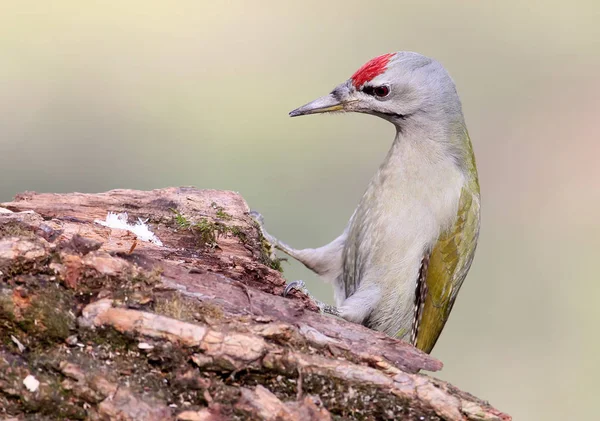 Gri ağaçkakan alışılmadık poz portre portre.