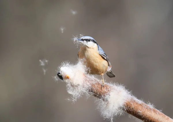 Nourriture inhabituelle de la Sittelle eurasienne dans la forêt — Photo