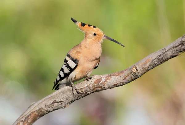 Ein Wiedehopf sitzt auf einem speziellen Ast und posiert als Fotograf. Die Erkennungsmerkmale des Vogels und die Struktur der Federn sind deutlich sichtbar. — Stockfoto