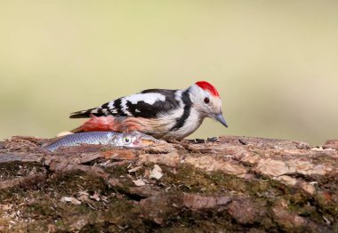 Beklenmeyen komşular. Orta benekli ağaçkakan ve balık.