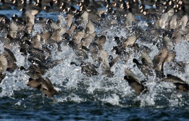 Çok büyük su Avrasya tavuk sürüsü.