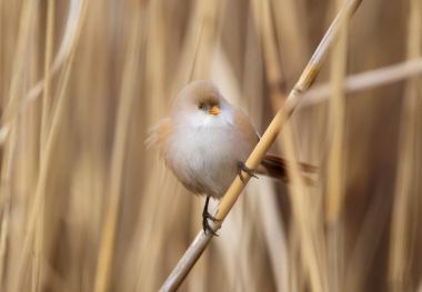 Kadın sakallı baştankara kış güneş ışığı kapat.