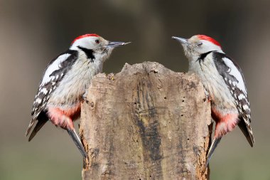 İki erkek bir orta benekli ağaçkakan güneşin tadını çıkarma.