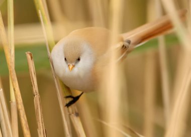 Sakallı baştankara erkek ilave yakın çekim portre olağandışı ışık