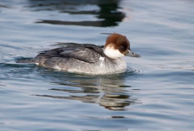 Smew (Mergellus albellus) kış tüyleri kadın.