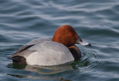 Ortak pakta (Aythya ferina) erkek portresi kapatın.