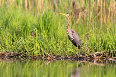 Portre mor heron reed yumuşak sabah ışık ile.