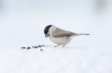 Kar üzerinde siyah şapkalı bülbül (Poecile atricapillus).