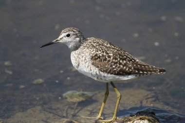 Ahşap sandpiper kıyıda duran.