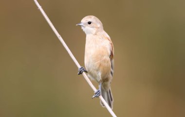 Genç pendulin baştankara üzerinde yumuşak sabah ışık reed. Görünümü kapatın.