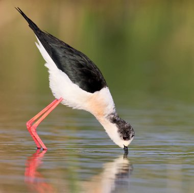 Bayağı uzunbacak sabah ışığında besleme portre