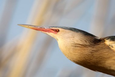 Ekstra küçük Balaban akraba evliliği tüyleri hafif portre erkek yakından.