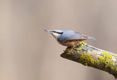 Avrasya nuthnatch portre 