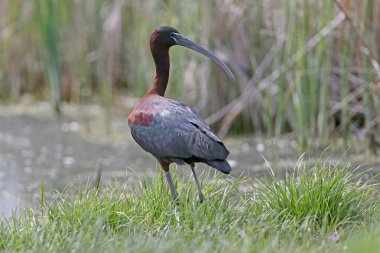 Parlak Ibis portre kadar kapatın.