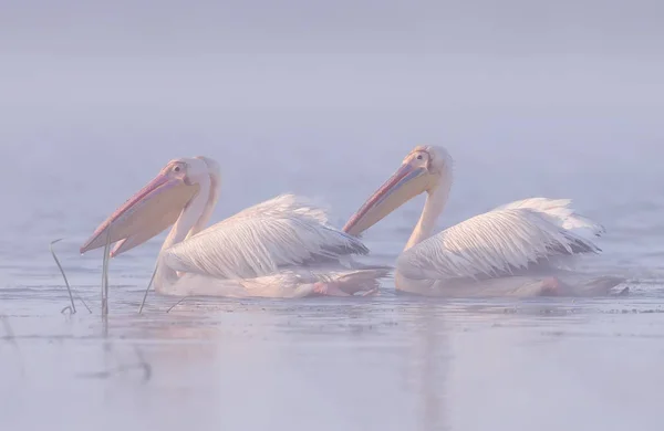 Trois pélicans blancs dans le brouillard matinal . — Photo