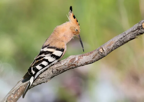 Ein Wiedehopf sitzt auf einem speziellen Ast und posiert als Fotograf. Die Erkennungsmerkmale des Vogels und die Struktur der Federn sind deutlich sichtbar. — Stockfoto