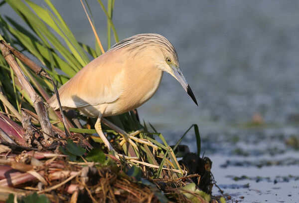 Squacco heron in breeding plumage posing for photographer on the reed. amazing morning light
