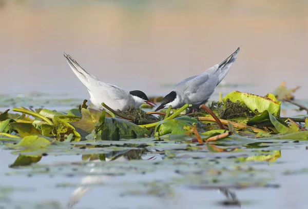 Un par de charranes batidos en el nido . — Foto de Stock