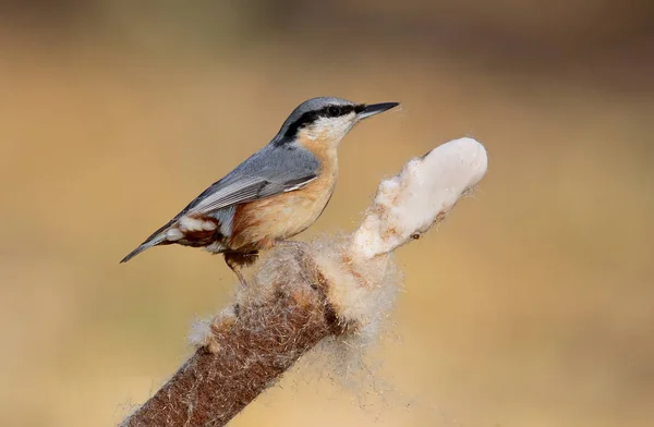 Gros plan portrait de noix de muscade eurasienne sur branche inclinée et fond flou . — Photo