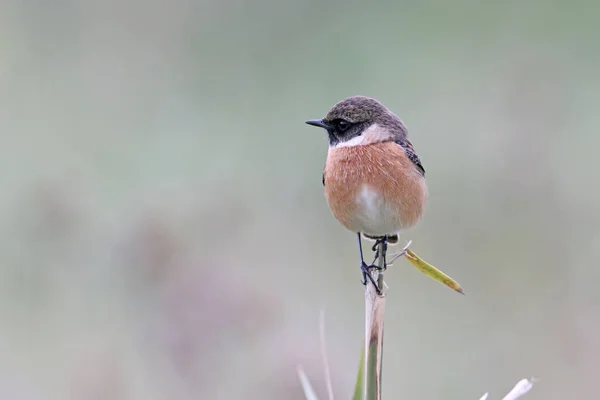 Evropské Bramborníček černohlavý zblízka portrét na rozostřeného pozadí. — Stock fotografie