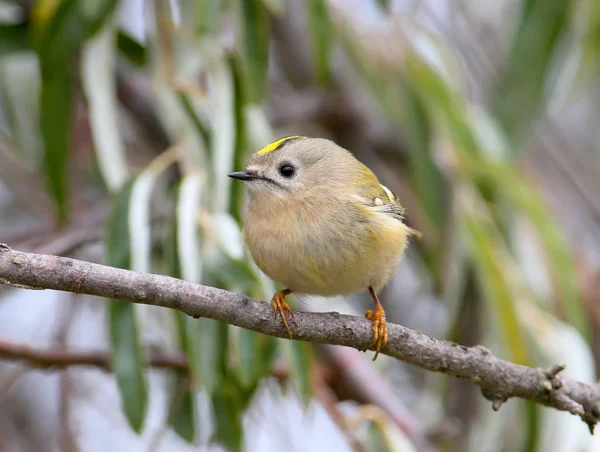 Ritratto di primo piano maschio Goldcrest sul ramo . — Foto Stock