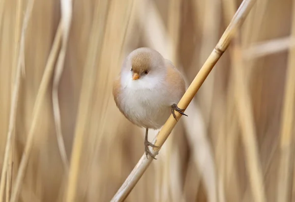 Female bearded tit close up in winter sunlight. — Stockfoto