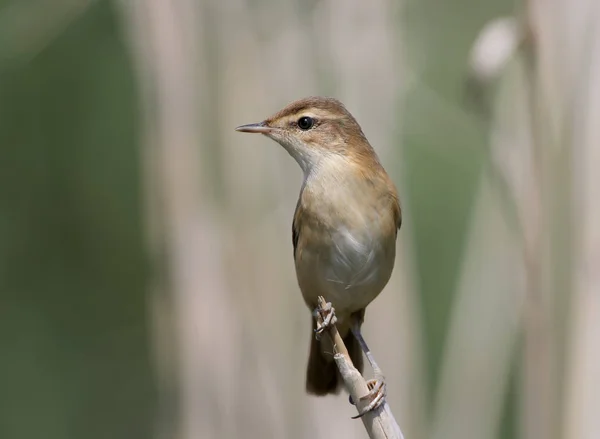 El pádel (Acrocephalus agricola) retrato de cerca . — Foto de Stock