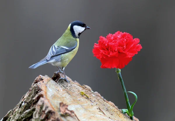 Vögel und Blumen. Eine Kohlmeise sitzt auf einem Baumstamm in der Nähe der roten Nelke.. — Stockfoto