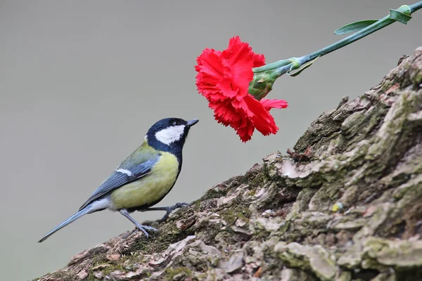 Birds and flowers.A great tit sits on a log near red carnation.