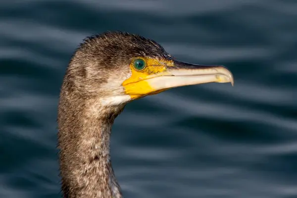 A fej közös cormoran háttér kék víz. Zár megjelöl kilátás. — Stock Fotó