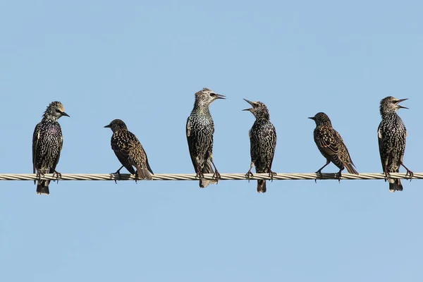 Birkaç ortak starlings teller ve quarrel oturmak.