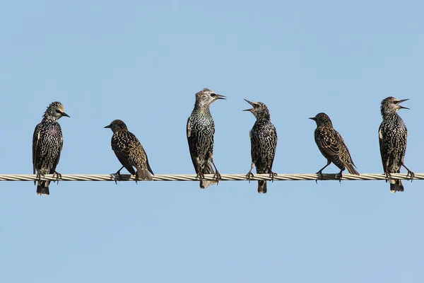 Several common starlings sit on wires and quarrel. — Stock Photo, Image