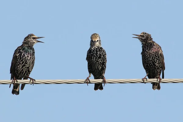 몇 가지 일반적인 starlings 전선과 싸움에 앉아. — 스톡 사진