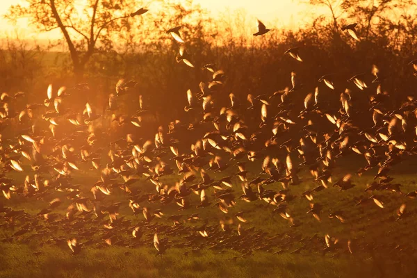 Big flock of common starlings in unusual sun light. — Stock Photo, Image