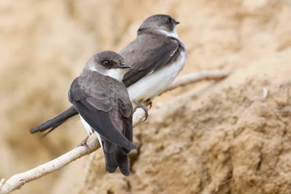 Ein paar europäische sandmartin, uferschwalbe in der nähe von nest. — Stockfoto