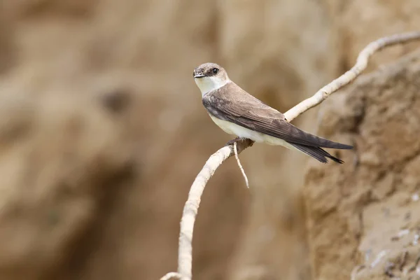 Yuva yakınındaki bir Avrupa kum martin. — Stok fotoğraf