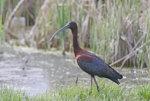 Parlak Ibis portre kadar kapatın.