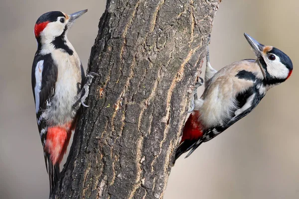 De foto toont de typische kenmerken van de mannetjes van de Syrische en de grote bonte spechten en is bedoeld ter bevordering van de erkenning van deze vogels. — Stockfoto