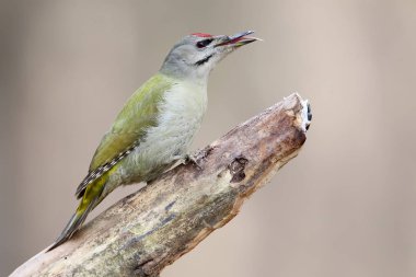 Ekstra yumuşak gün ışığına dil ile erkek gri ağaçkakan portresi yakından.