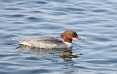 Kadın goosander (Avrasya) (Mergus merganser) kayan nokta